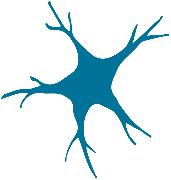 Starfish Neuroscience