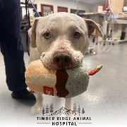 Timber Ridge Animal Hospital