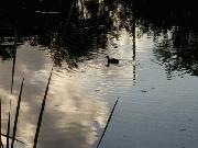 Noah D. Freedman, MD, PC (Psych Choices of Delaware Valley)