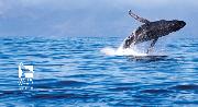 Pacific Whale Foundation Logo