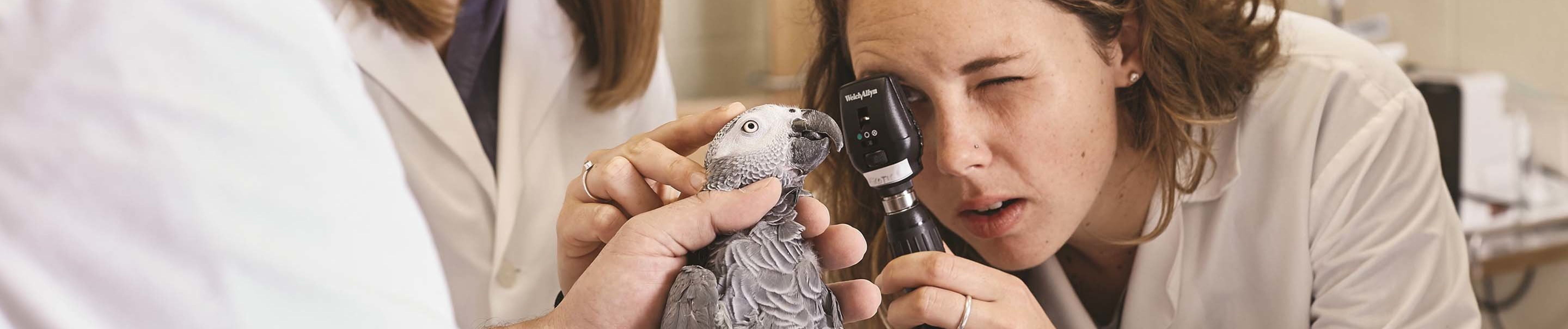 Explore all the different ways veterinarians can find work within the United States government.