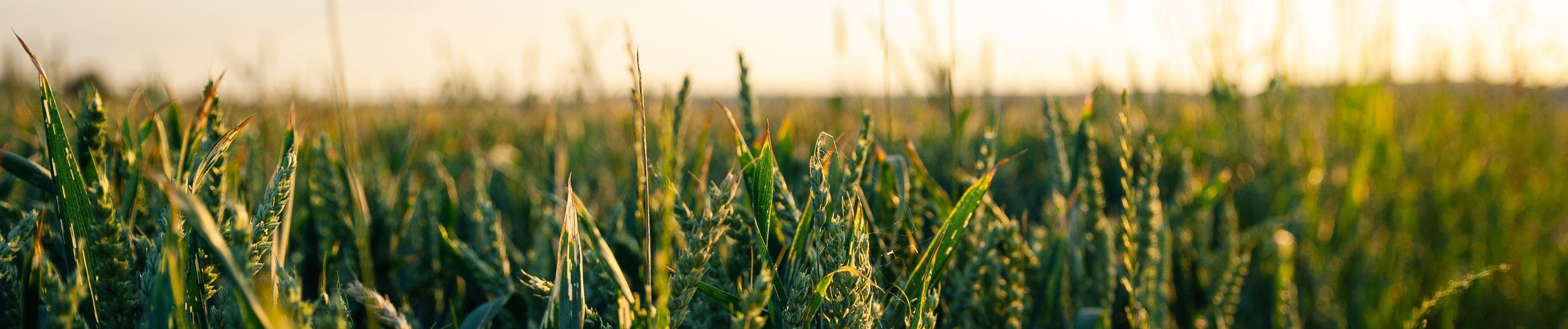 Agricultural biotechnology (agbiotech), also known as agricultural technology or agri-foodtech, is a growing field that applies tools and techniques to alter parts of living organisms, typically plants.