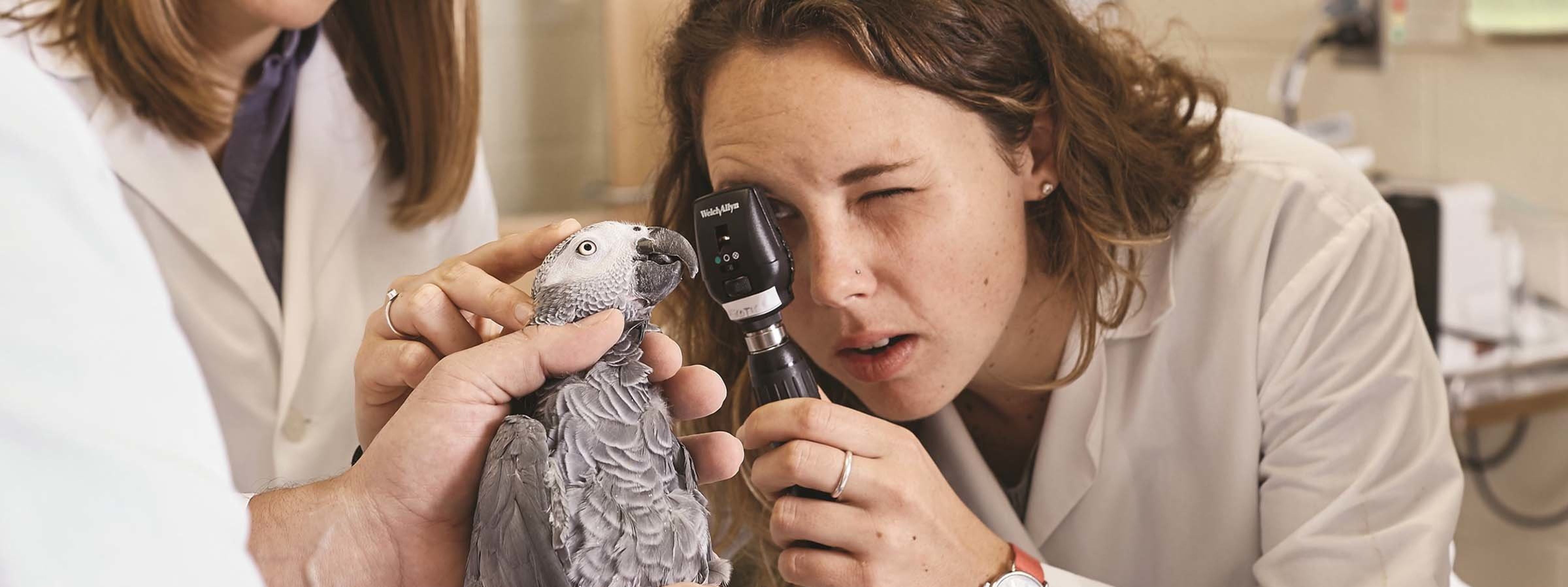 Latest Content Career Advice AVMA Career Center